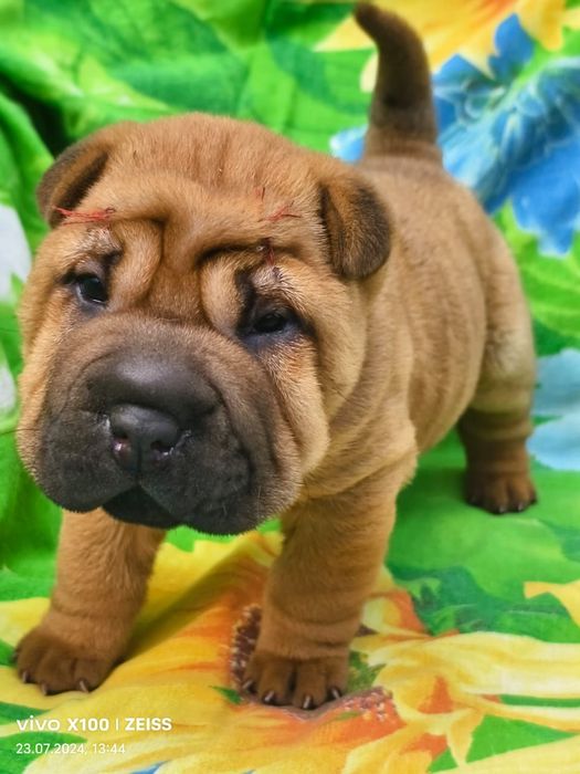 Продам щенка шарпея.