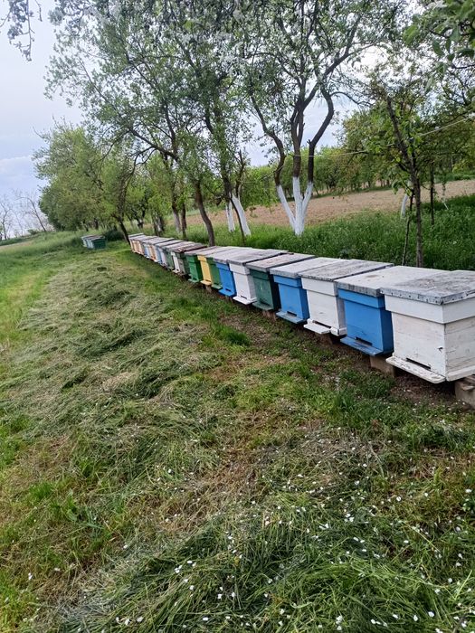 Vând familii de albine