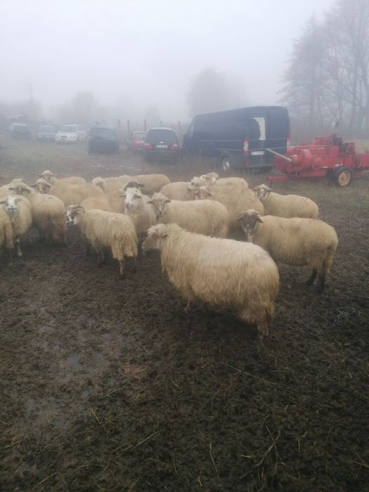 Oii de vânzare 32 de capete