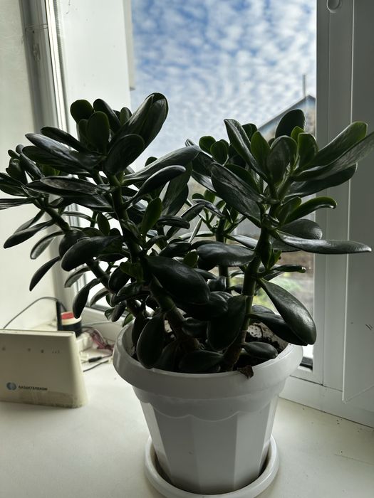 Продам денежное дерево