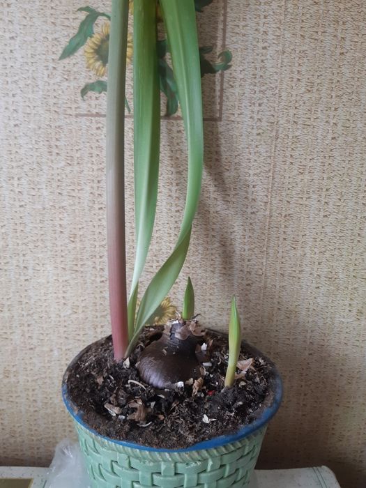 Продам цветок домашний