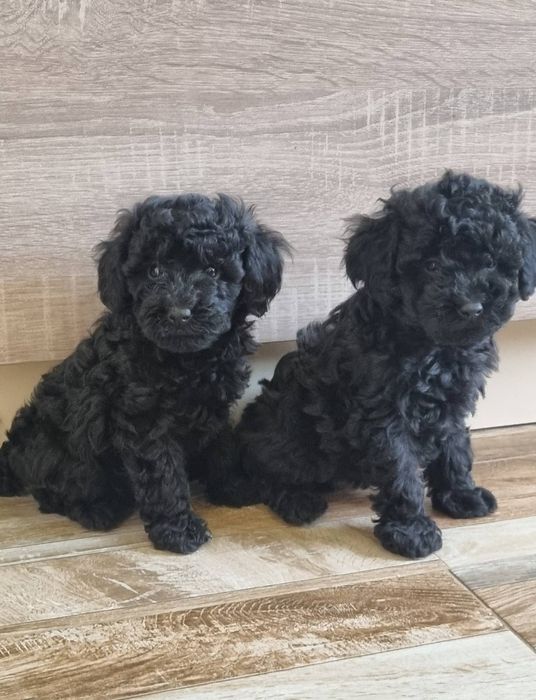 Той Пудел МИНИ пудел