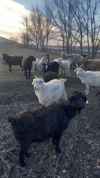 Продам молодых коз