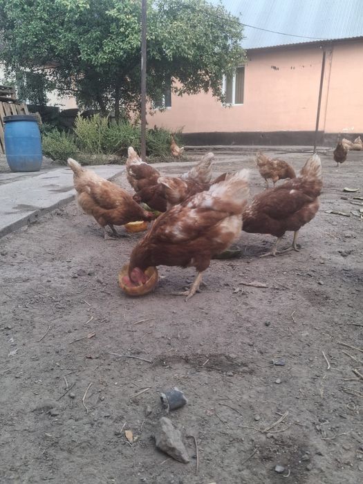 Курицы Ломан Браун