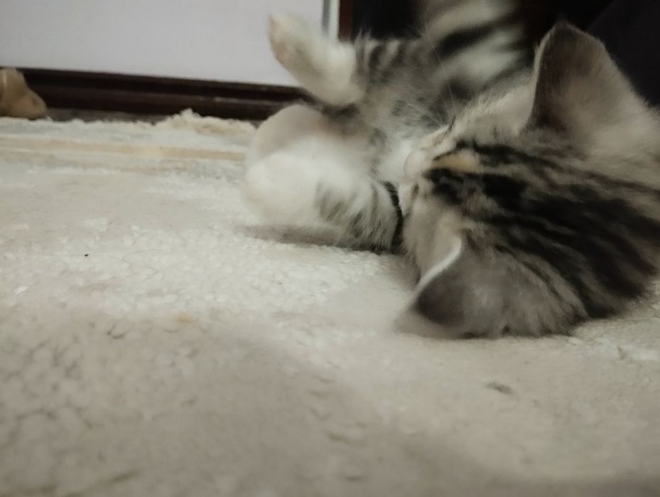 Отдам котят даром