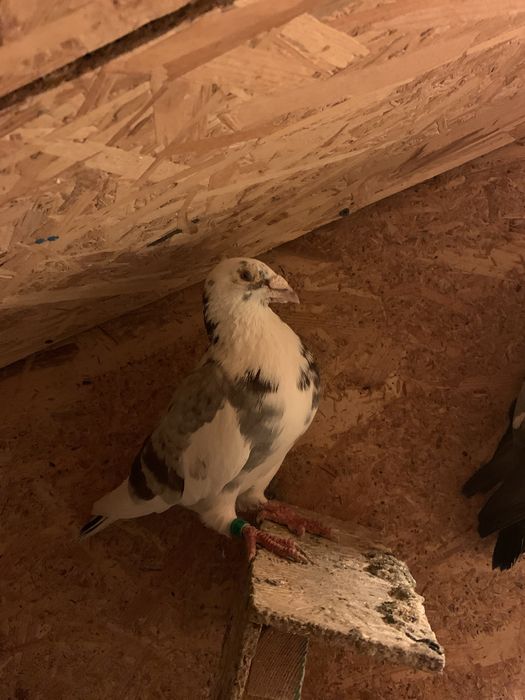 Vand porumbei voiajori si ceas spedy ii vand din lipsa de timp