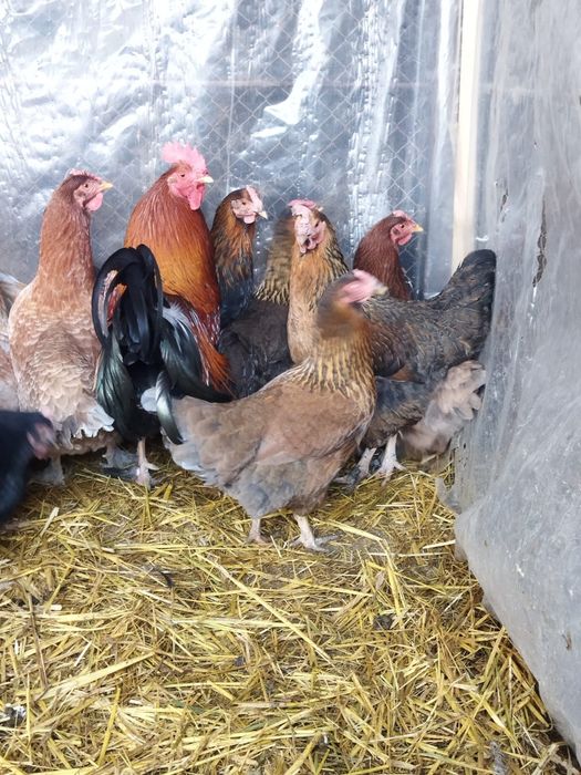 Продам куры домашние