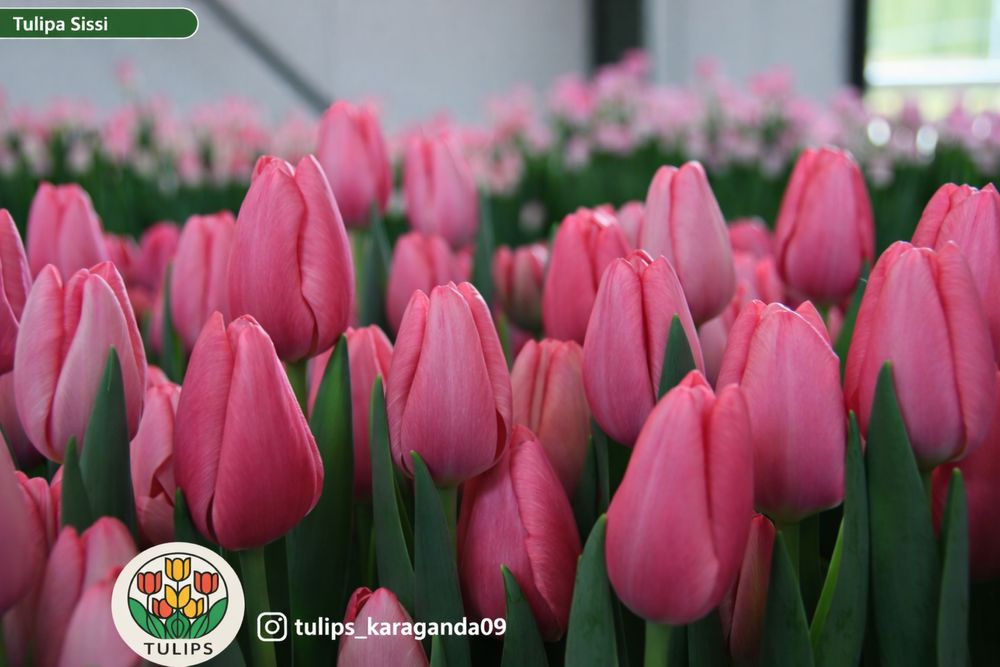 Тюльпаны с Голландий оптом