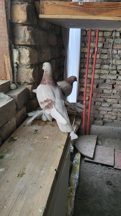 Бир пара сирен кабутар сотилади