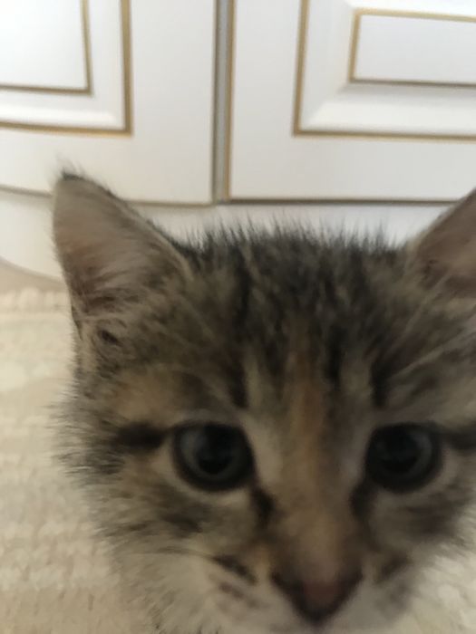 Котик в добрые руки