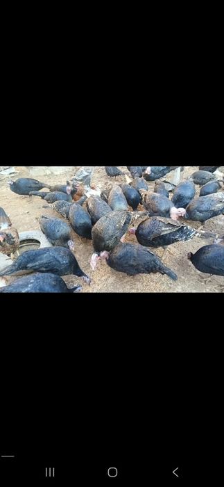 Qora qosh kurka indiyuq sog'lom