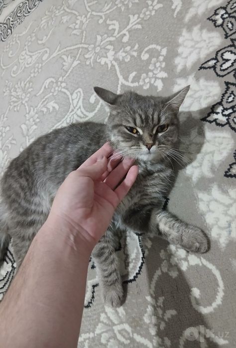 Skotish strayt tekinga yaxshi qaraydigolara tekinga beriladi qiz pishi