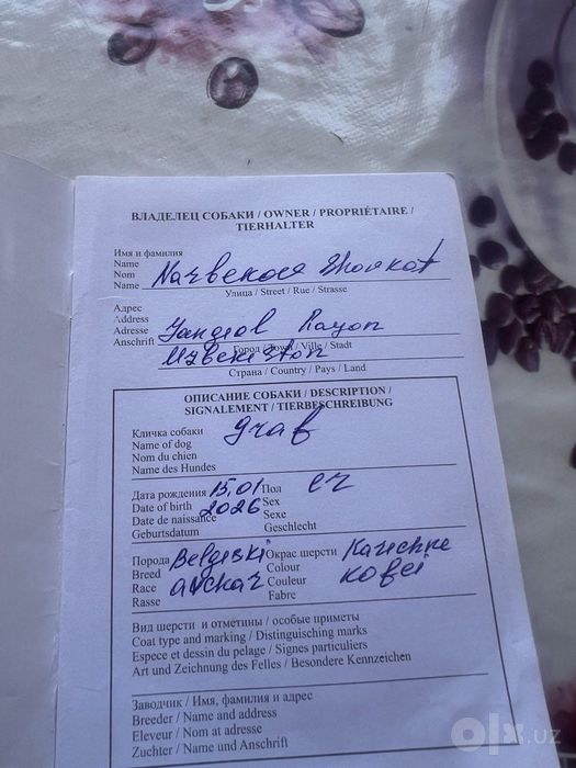 Сабака авчарка белгийская