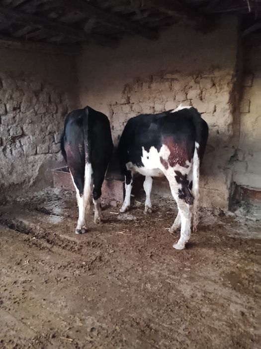 Сотилади гунажинла