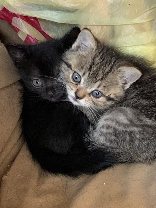 Котят в добрые руки