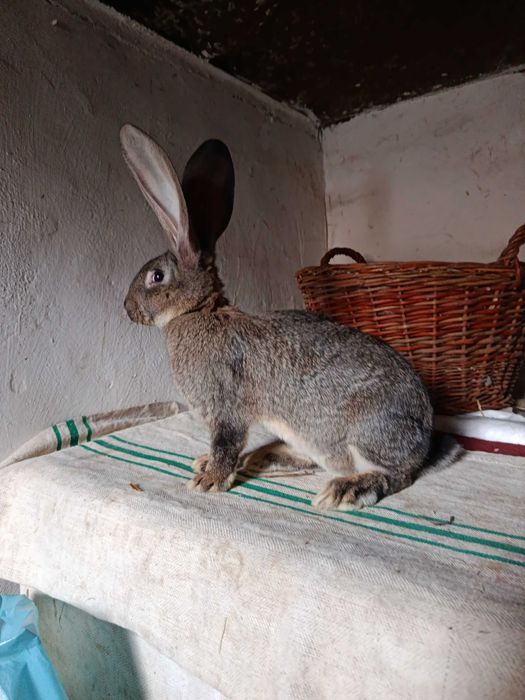 Pui iepuri urias german