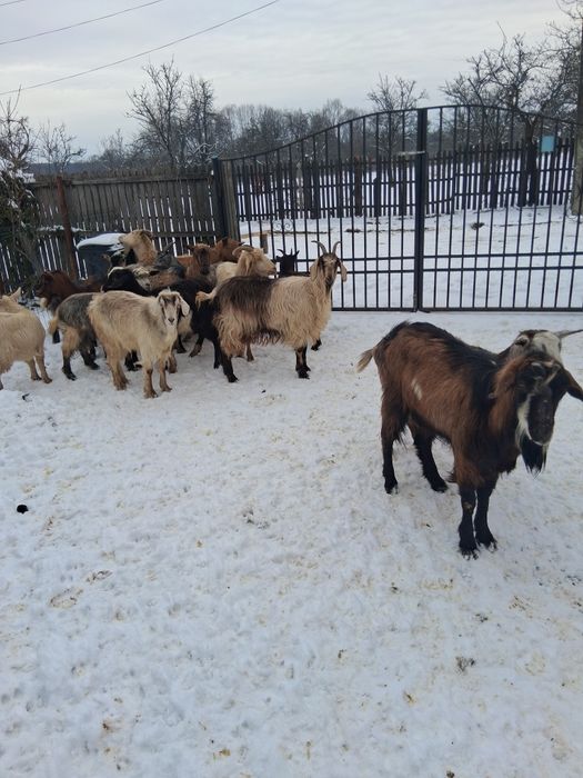 Vînd 16 capre si un tap