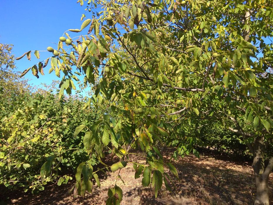 Продава се Земеделски имот в Шумен, Център -  кв.м за 3060 €/дка - Снимка #14