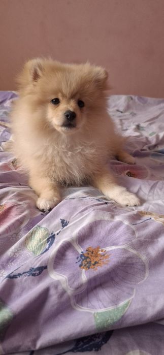 Fetita pomeranian