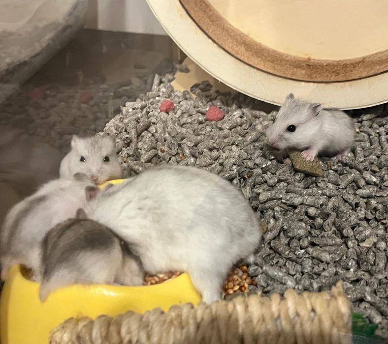 Donez hamsteri pitici siberieni