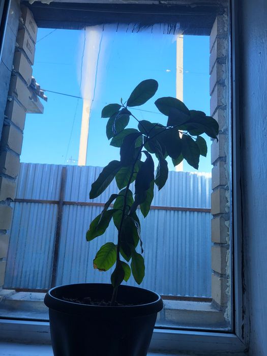 Прадаю лемонное дерево
Продам здоровое лимонное дерево, возра