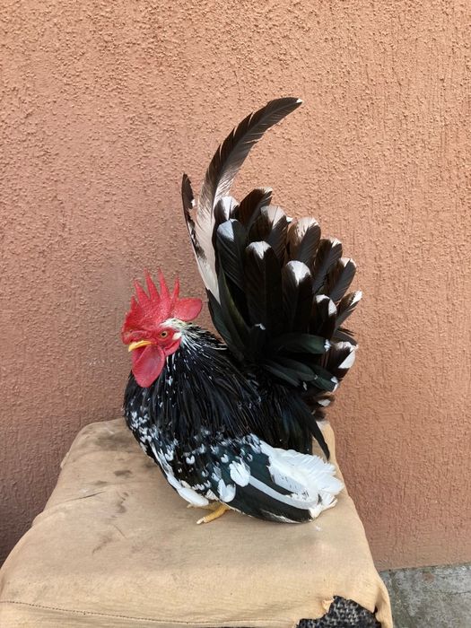 Păsări de expoziție  chabo bobat de vânzare , sunați la nr din poza