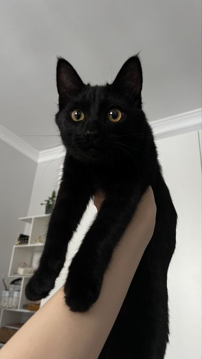 Черный кот 3-4 месяца