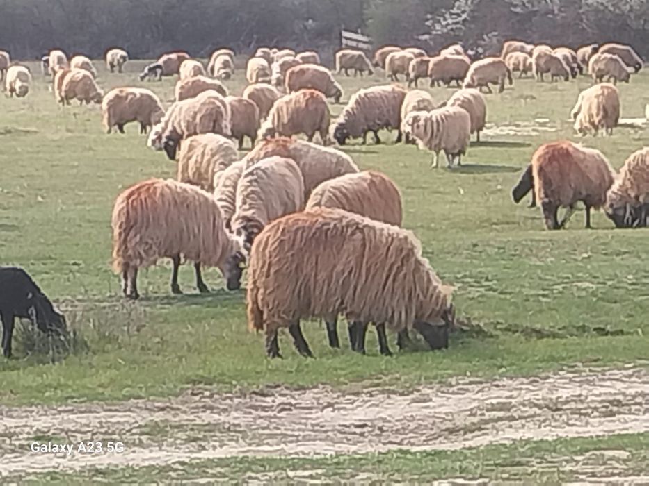 Oi cu miei de vanzare