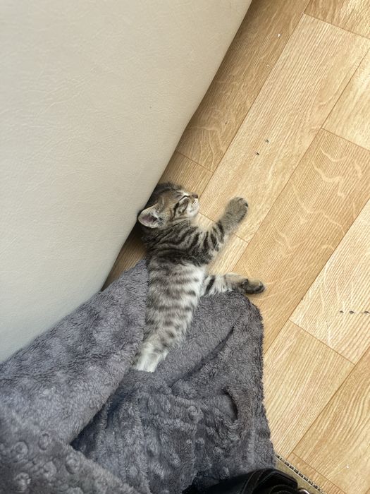 Мысык марғау кошка