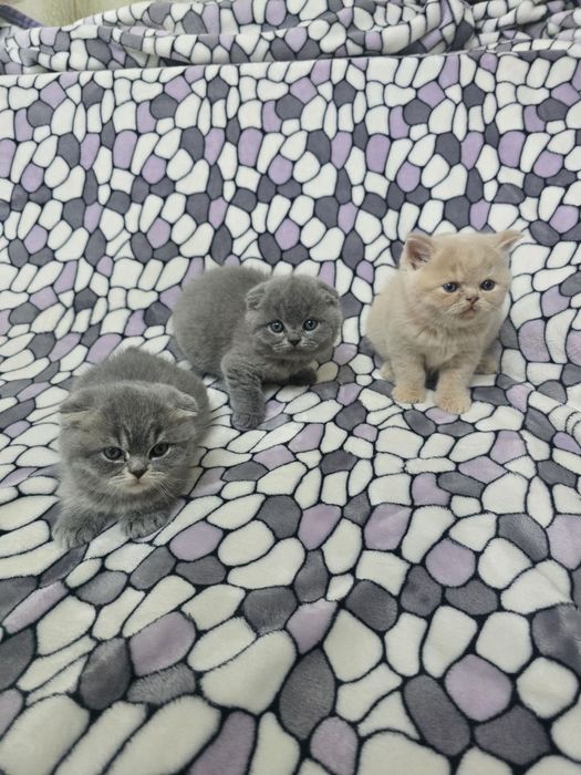 Продам котят порода скотиш фолд