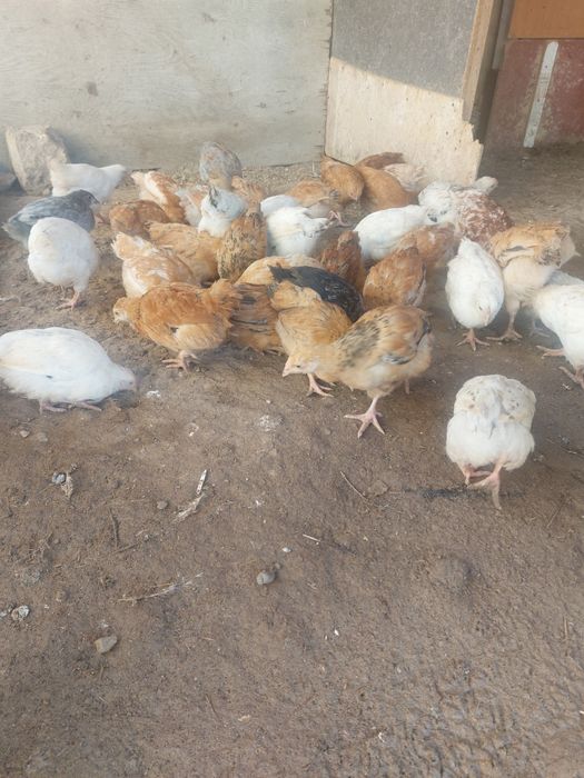 Балапан сатылады.