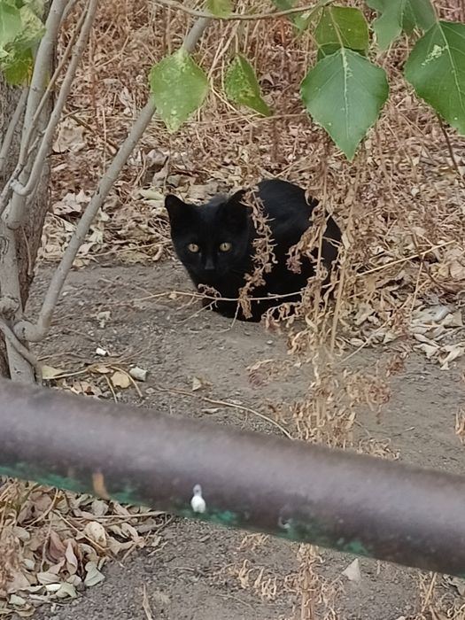 Отдам котенка не знаю мальчик или девочка