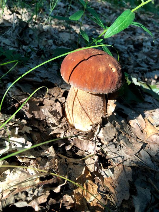 (Funghi Porcini)  Hribi - Pitoance - prăjite in ulei și suc propriu