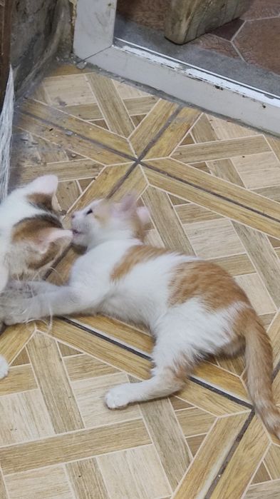 Котята, в хорошие руки