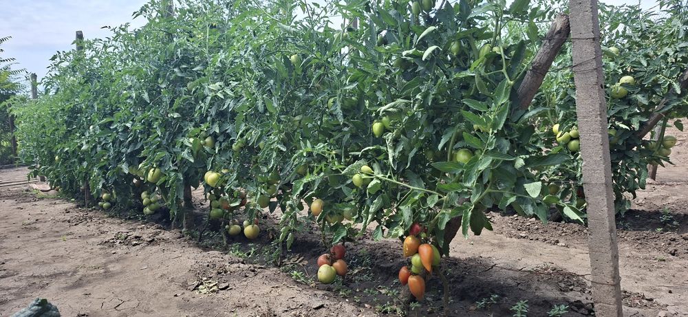 Продавам Домашни Домати