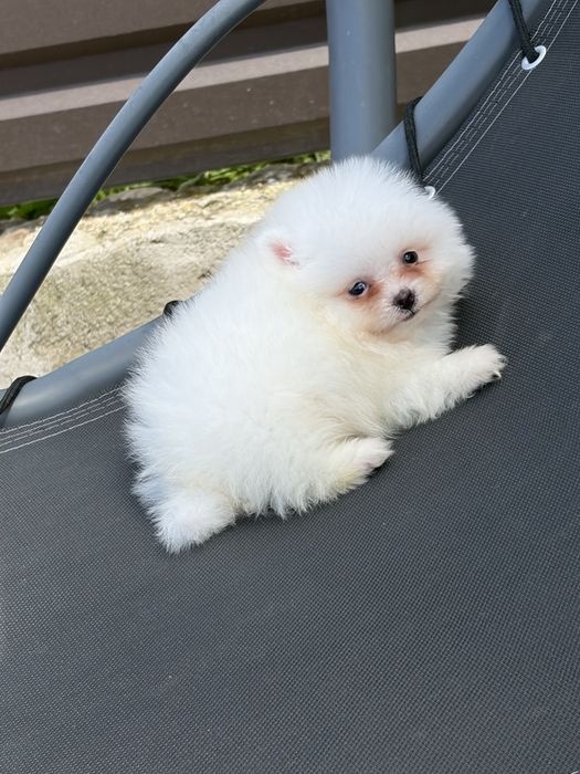 Pomeranian mini toy