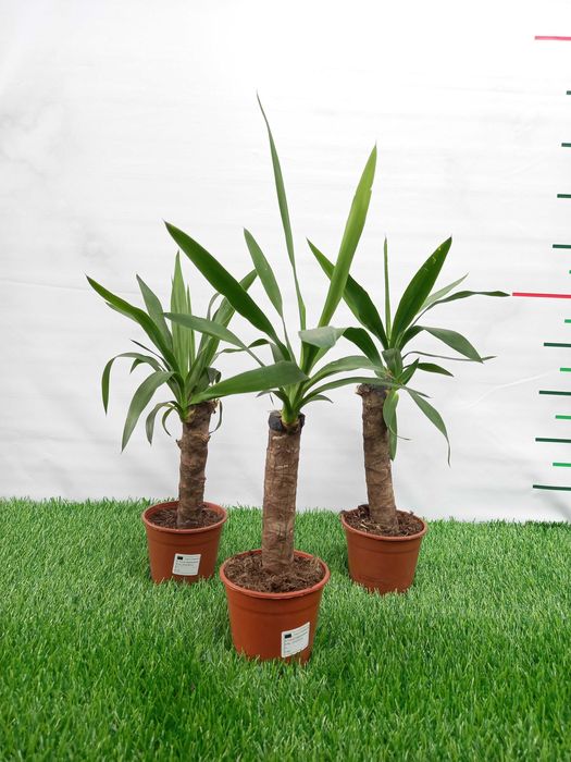 Большой ассортимент КОМНАТНЫХ РАСТЕНИЙ