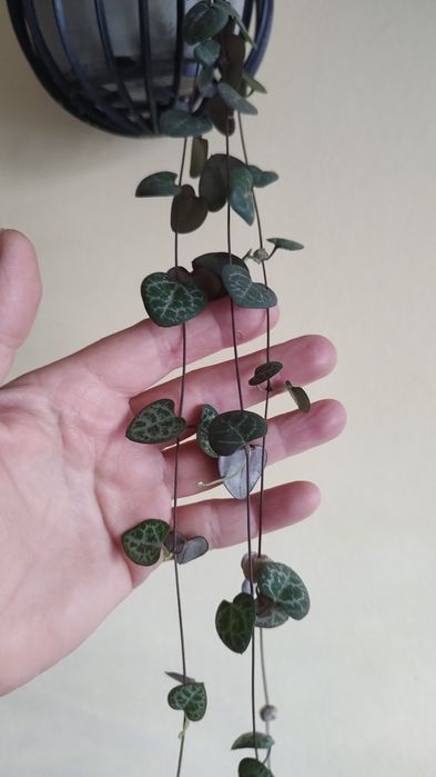 plantă curgătoare,,String of Hearts "( Șirag de inimi)