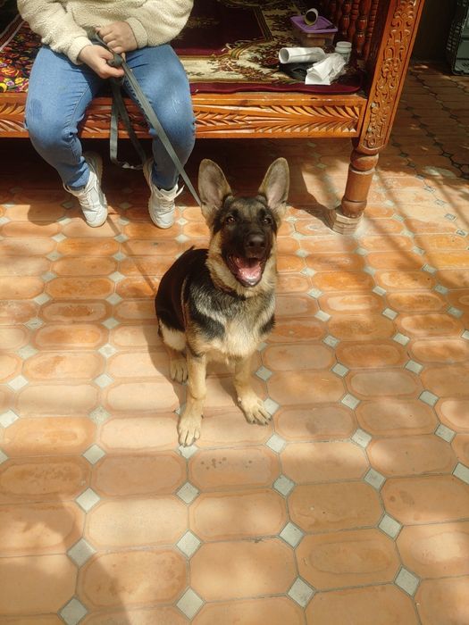 Немецкая овчарка