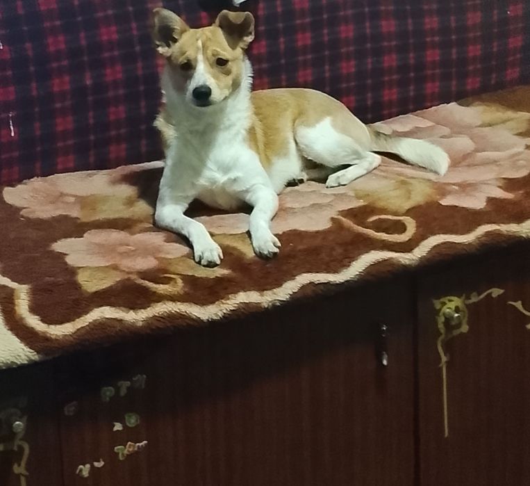 Собака бесплатно в добрые руки