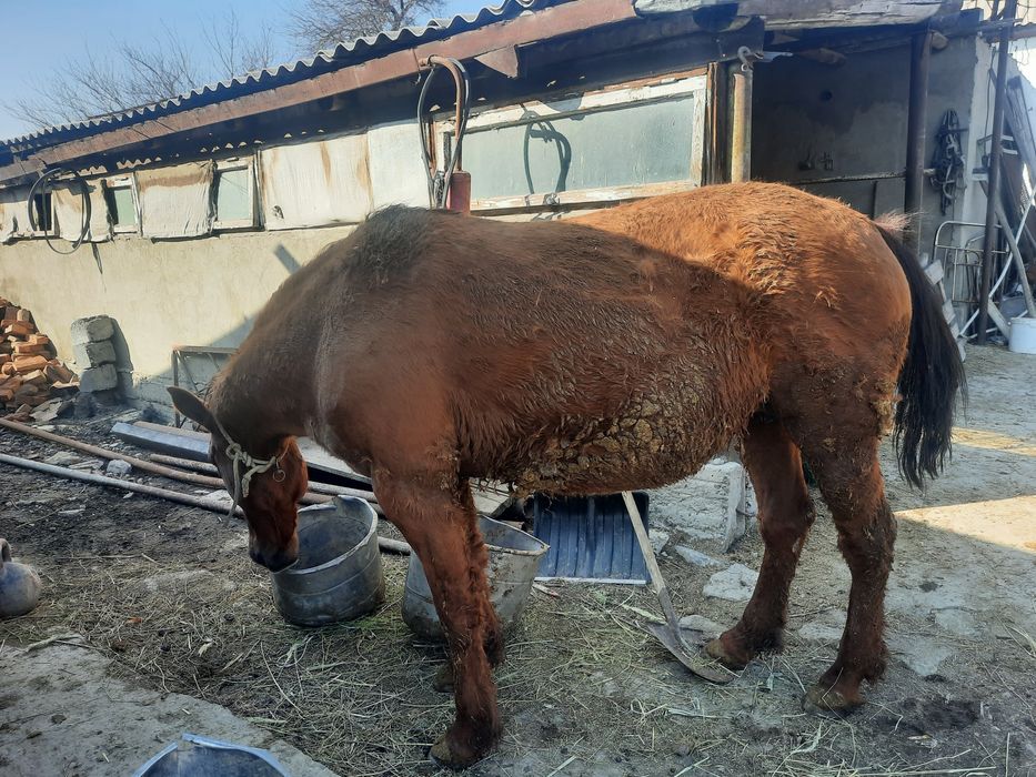 Семіз бие сатылады