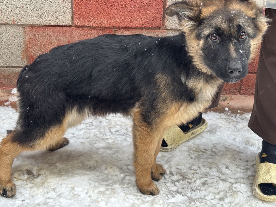 Щенки Немецкой Овчарки