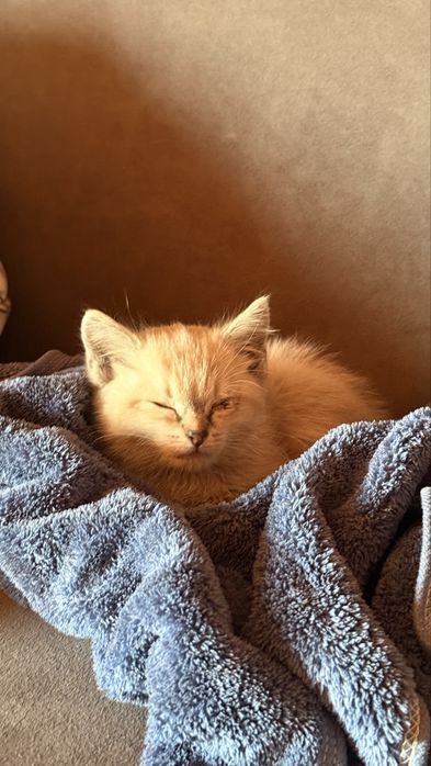 Отдам котенка даром