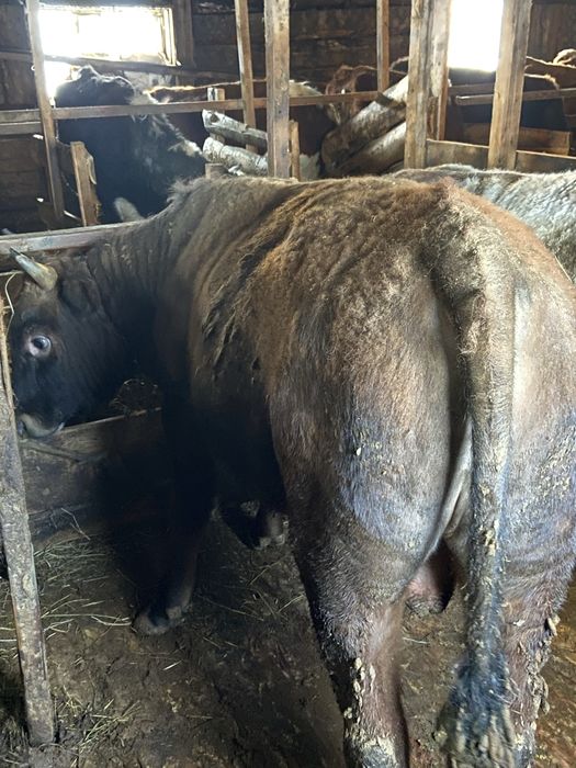 Продам бычков 11 бас