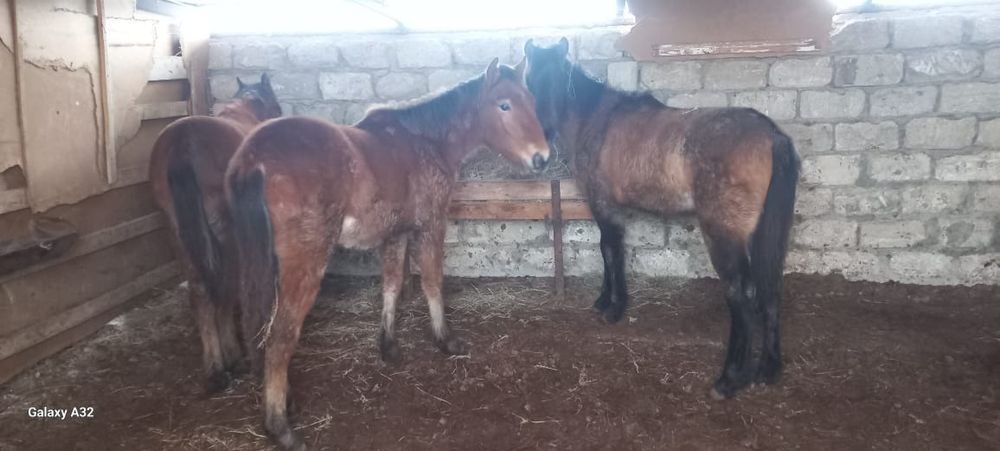 Жабағылар  еркек  сатылады