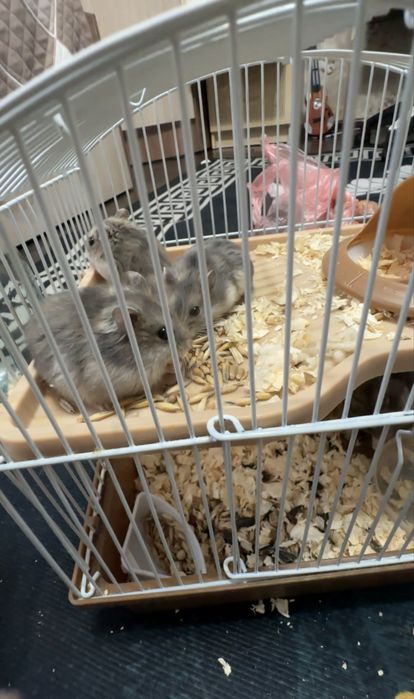 Продам хомяков джунгариков