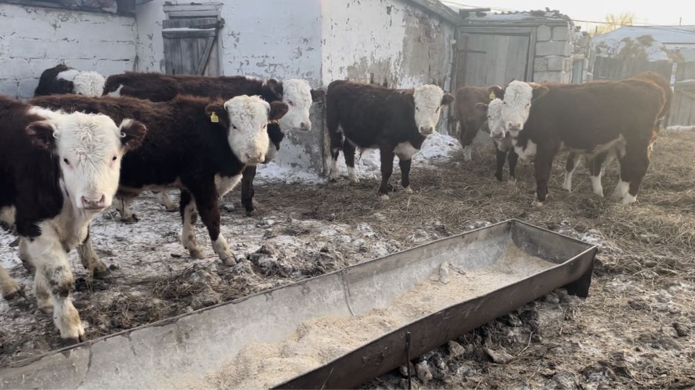 Продам Ақ бас бычки телочки