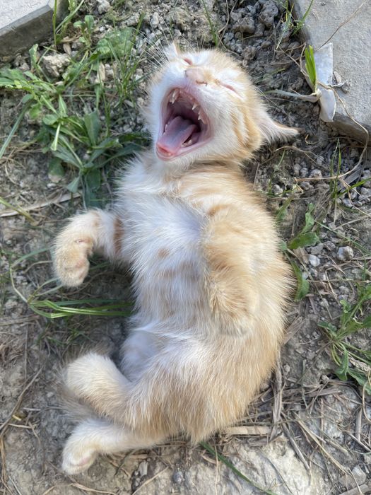 Рыжий котенок мальчик в добрые ручки
