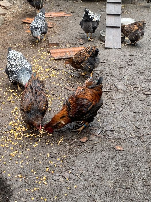 2 cocosi wiandotte gsg