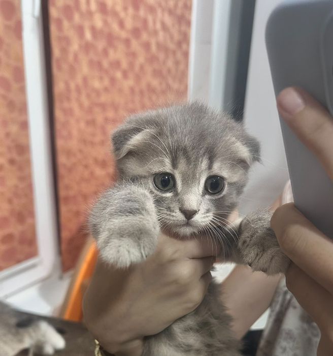 Маленькие три котёнка